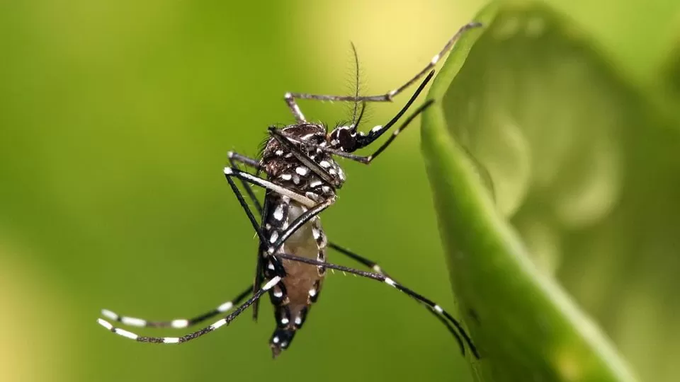  Saúde instala centro de emergência contra dengue no país